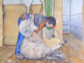 Shearing the ewes